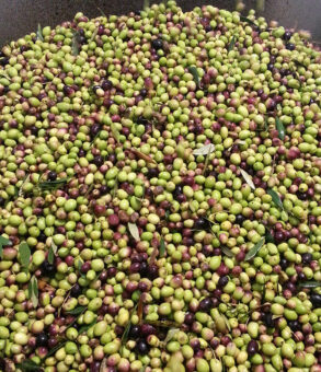 Frantoio-Extravergine-Montagano-olive