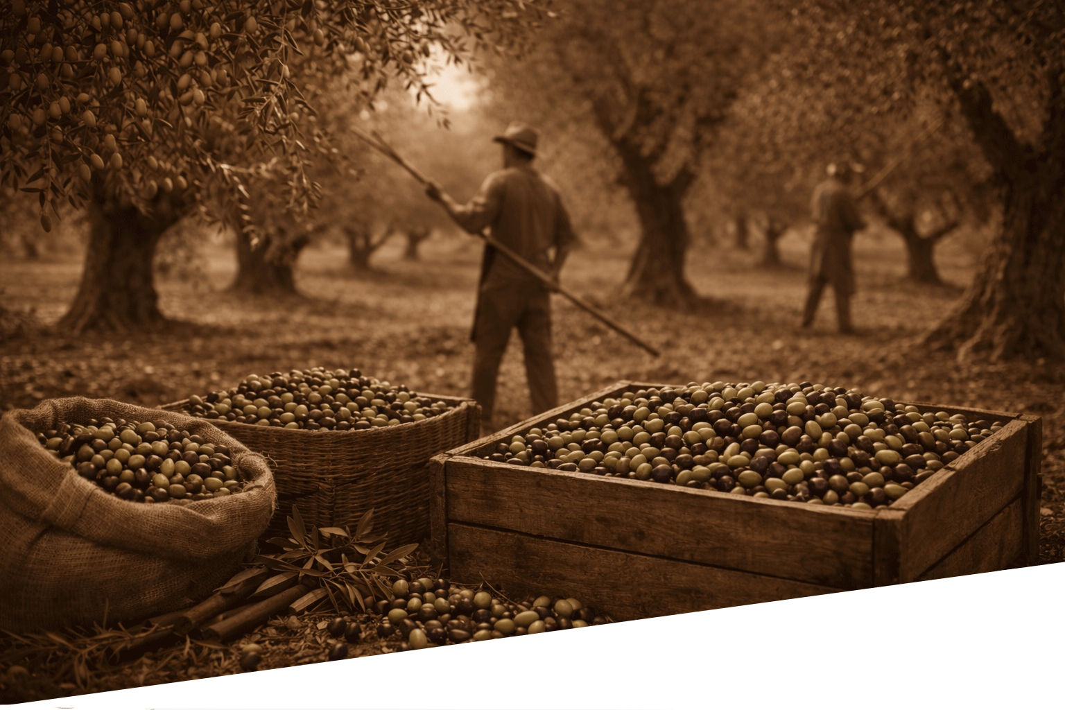 Slide-Hero-Peranzana-Olio-Evo-Puglia.pmg